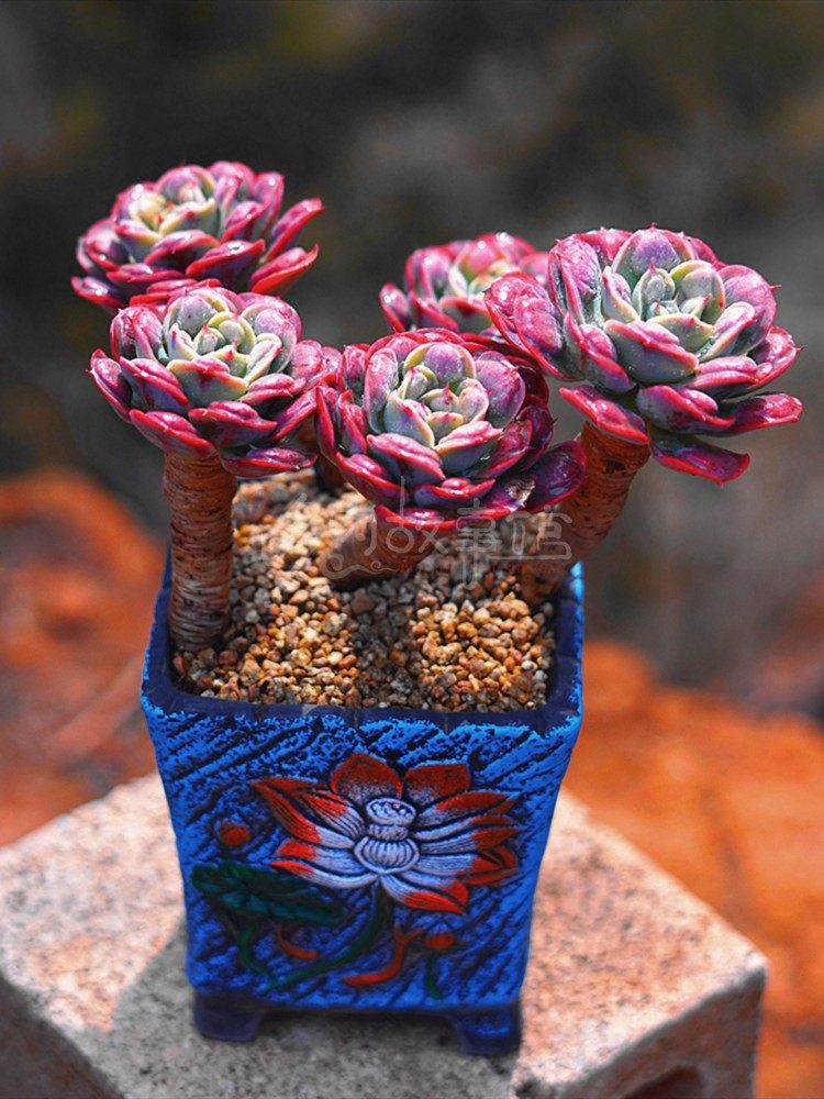 多肉植物雨滴瘤子老桩 精品控养豪华粗桩颜值品相无敌阳台花盆栽