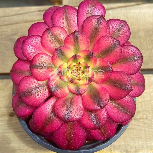 阳台庭院楼顶红颜法师叶片色彩