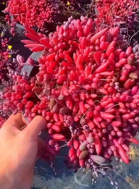 多肉植物 红色紫玄月大盆带盆栽好阳台室内美观装饰净化空气