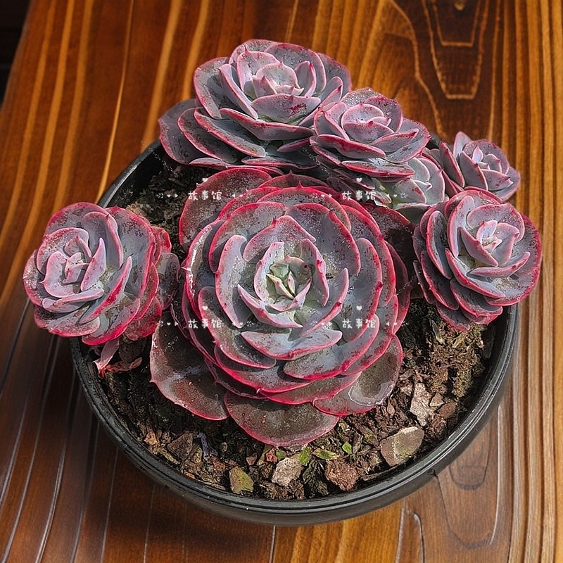 红粉台阁带盆栽好组合盆栽花卉