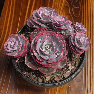 多肉植物 红粉台阁带盆栽好组合盆栽花卉绿植阳台基地直发