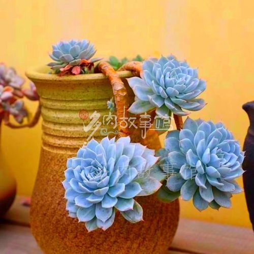 多肉植物蓝鸟多头漂亮