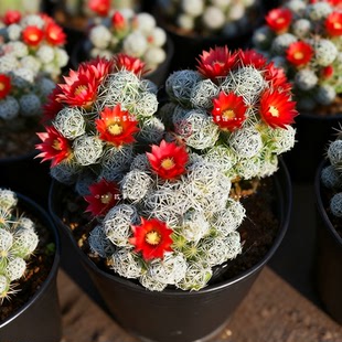 多肉植物 白鸟仙人掌好养易活新手阳台庭院楼顶花卉盆栽云南基地