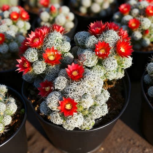 多肉植物白鸟仙人掌好养易活