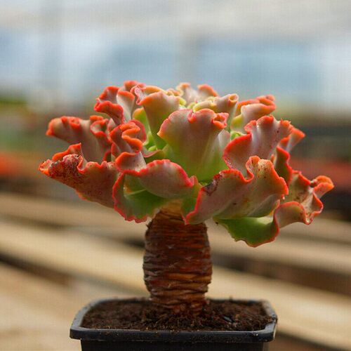 多肉植物高沙之舞超大粗绿植