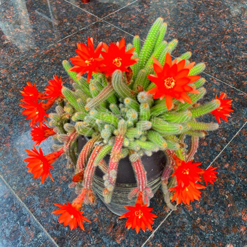 多肉植物  白檀金手指仙人指 桌面室内美观小盆栽净化空气