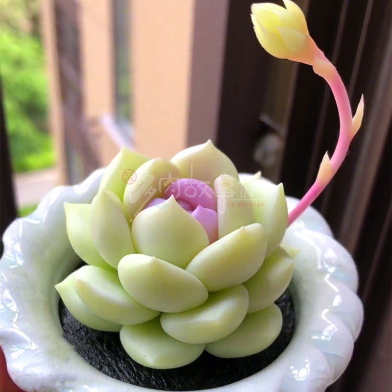 多肉植物 紫色露娜莲盆栽花卉绿植花盆盆景室内组合植物花苗贵货