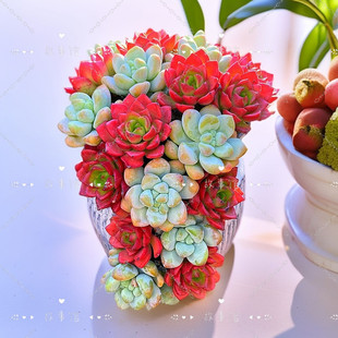 多肉植物 天使之泪月影火焰蒂亚组合瓷盆带盆栽好云南基地直发吸