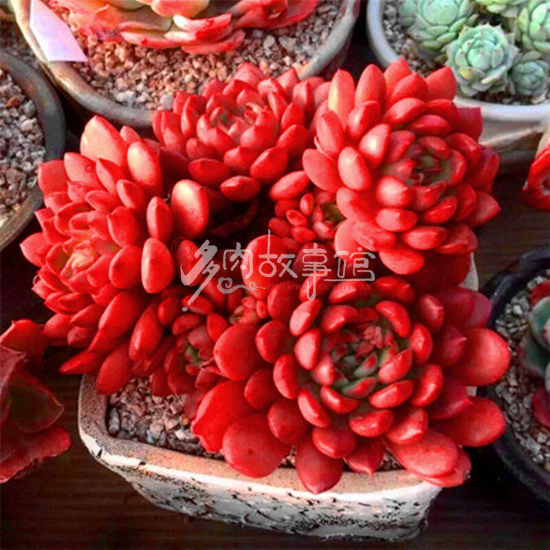 满额包邮多肉故事馆 红宝石大群生 多头易爆盆 品相好红色盆栽