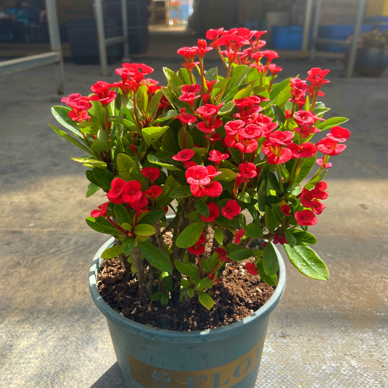 多肉植物 虎刺梅红色花瓣桌面室内阳台庭院花卉盆栽楼顶净化空气