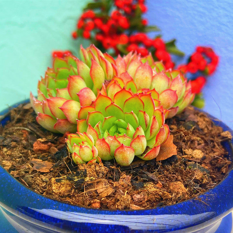 多肉植物梦幻玫瑰群 韩系杂交新品麦秆女王吸甲醛窗台阳台防辐射