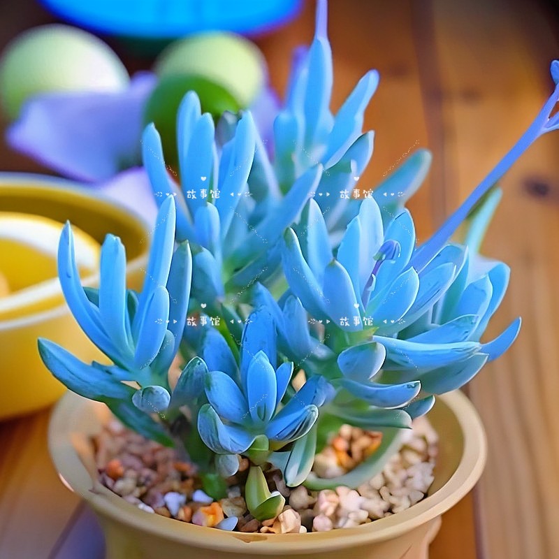 多肉植物 蓝色妖姬蓝松易度夏带盆栽好盆栽花卉绿植阳台基地直发
