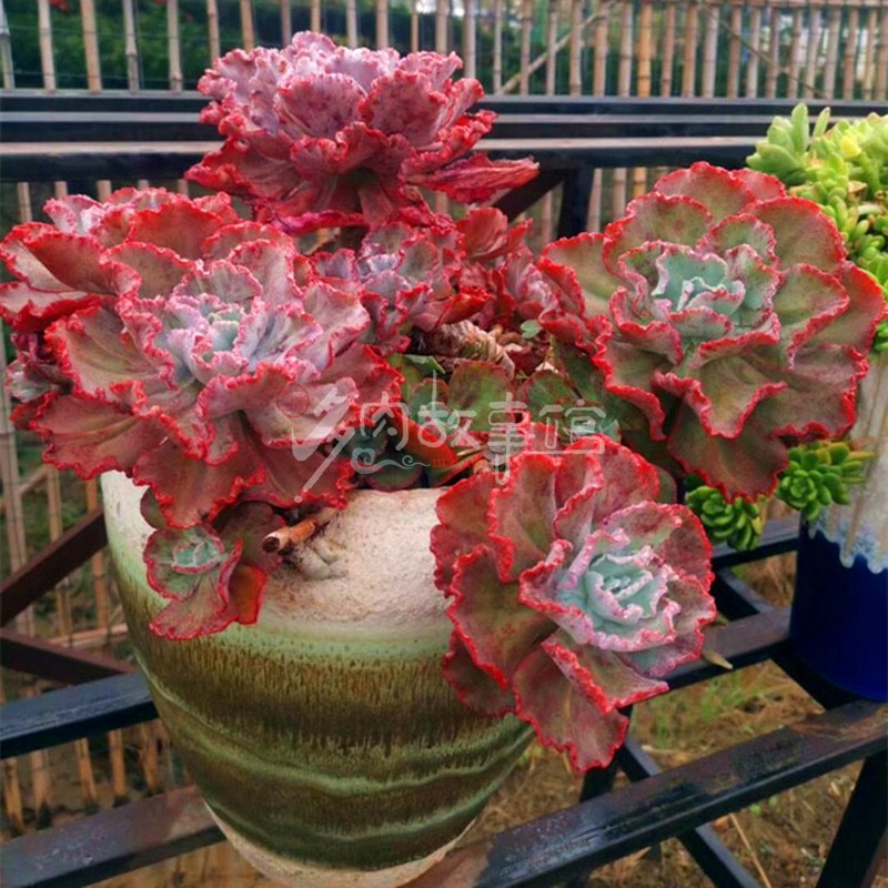 满额包邮/多肉植物【巨大女王花笠】昆明开挂区塑料盆