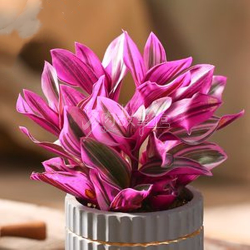 满额包邮多肉故事馆 【油画】稀有品种小贵货含盆土绿植花卉盆栽