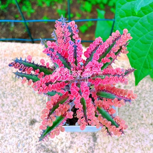 多肉植物【不死鸟锦】带小花瓣夏季主打/不死鸟多肉专卖/落地生根 - 封面