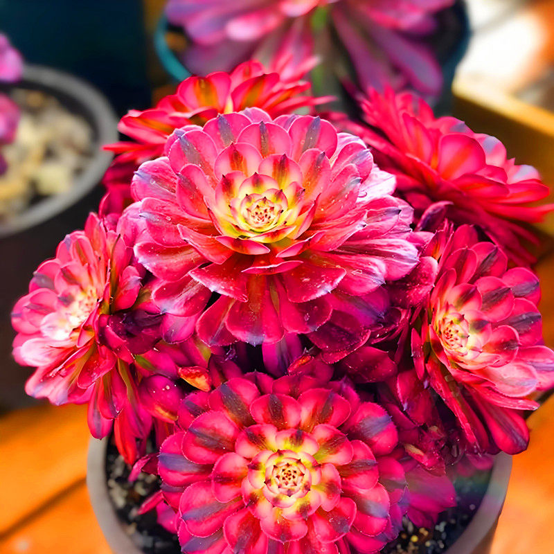 多肉植物 法师锦玉姿群生大老桩无砍手捧花群阳台高端精品花卉