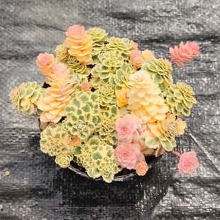 七星海棠亚特兰蒂斯带盆栽好组合盆栽绿植花卉阳台庭院 多肉植物