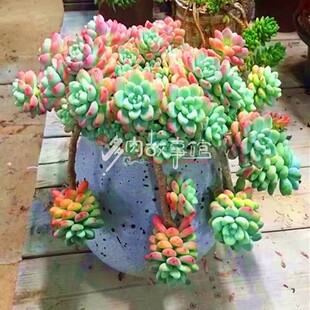 超大劳尔老桩 开花带香味型巨型多肉大盆美观净化空气盆栽