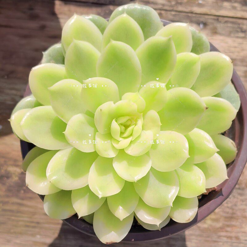 多肉植物 酸橙辣椒锦带盆栽好花卉带盆精品小盆栽室内装饰绿植