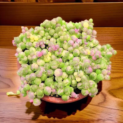 紫玲珑佛珠锦带盆栽好组合