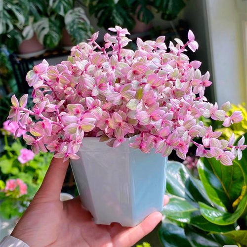 多肉植物高端精品易活阳台庭院