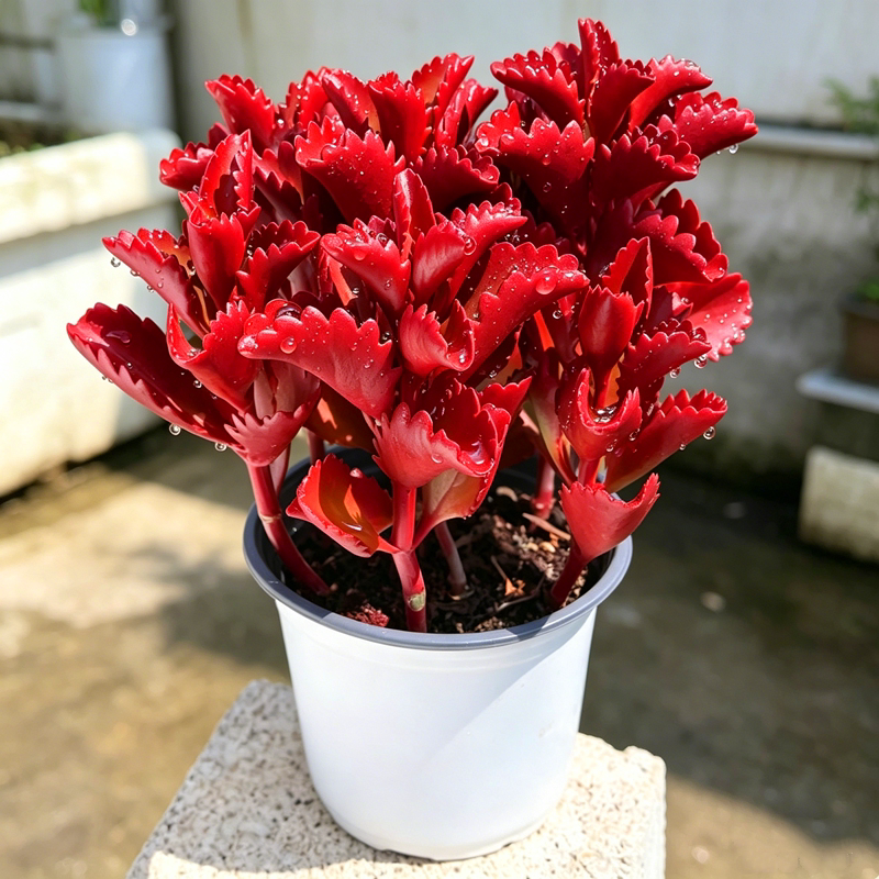 多肉植物 红朱莲带盆栽好绿植花卉玉露红宝石室内阳台楼顶