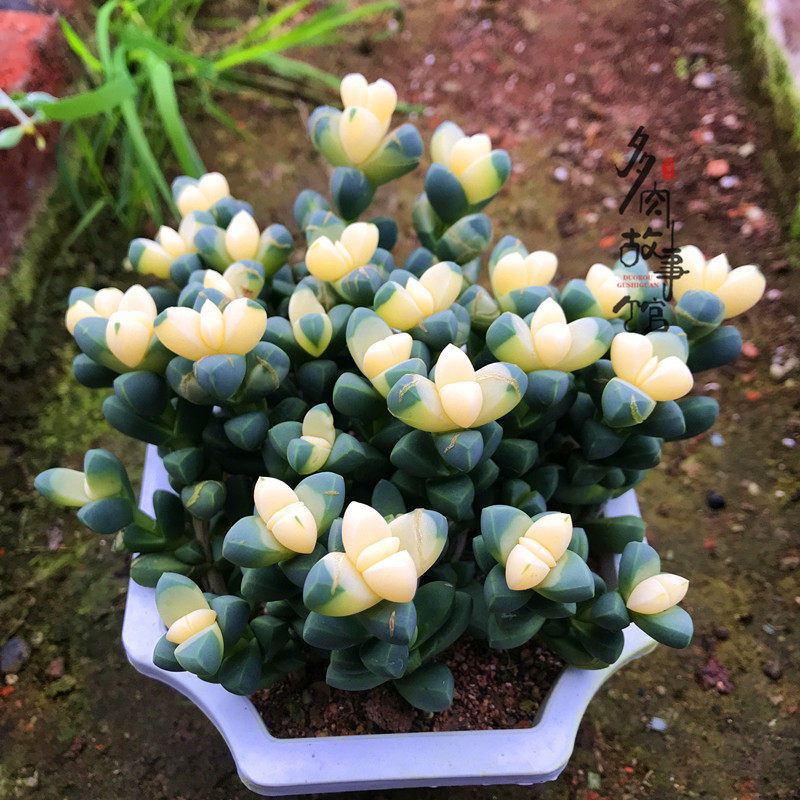 多肉植物 鹿角海棠锦奇趣稀有盆栽花卉阳台庭院楼顶云南基地直发