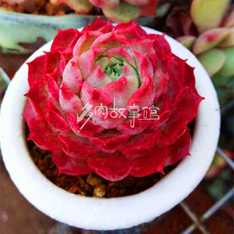 多肉【朱砂痣】西府海棠红色萌肉新手好养阳台庭院防辐射净化空气