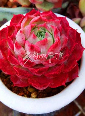 多肉植物 朱砂痣寿桃西府海棠红色萌肉新手好养阳台庭院净化空气