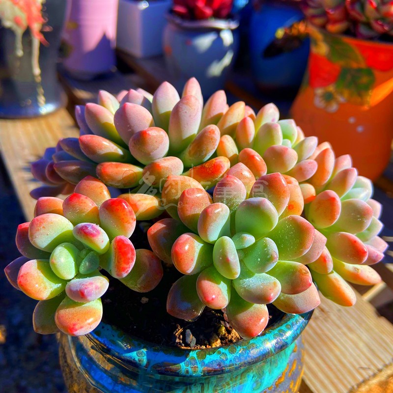 多肉植物 木糖醇群精品肉肉高颜值品相好吸甲醛防辐射奇趣花卉盆