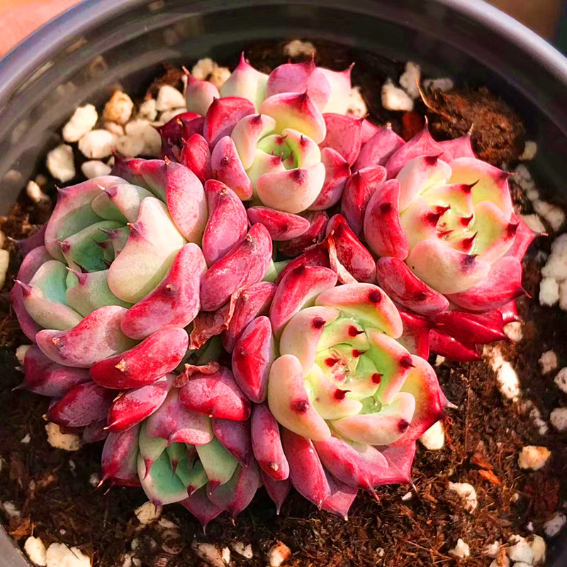 满额包邮多肉【沙罗姬牡丹】含盆土新品小萌肉好养花卉盆栽