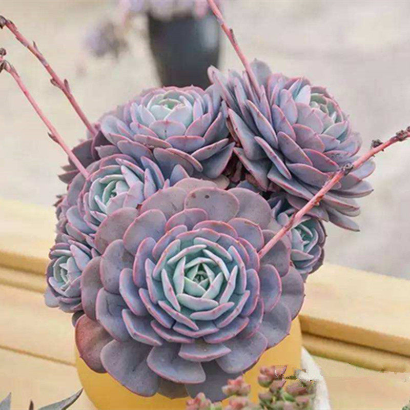 多肉植物【蓝粉台阁】满额包邮/奇趣进口品种盆栽