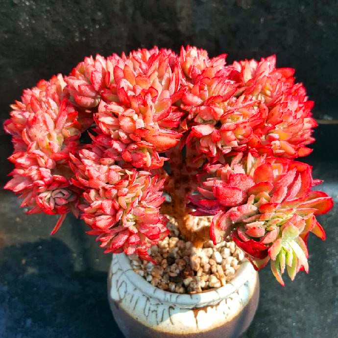 满额包邮/多肉植物【绮罗缀化】带塑料盆栽好/阳台庭院盆景