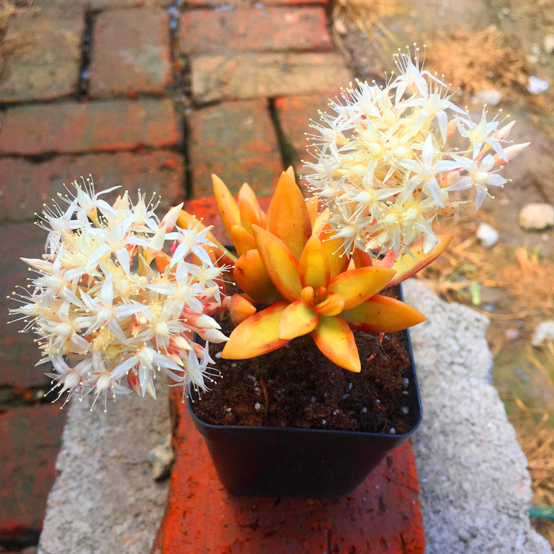 目前手机性价比排行