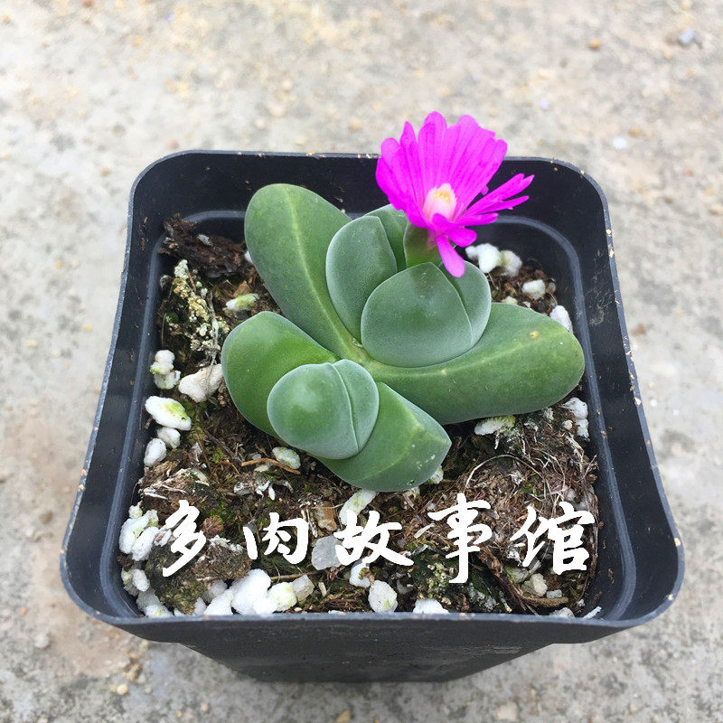 多肉植物无比玉 春秋开花非常漂亮石头稀有奇趣品种云南基地直发