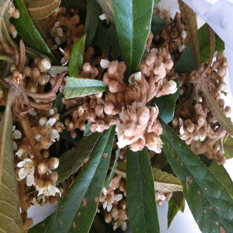 新鲜枇杷叶野琵琶叶儿童孕妇枇杷茶现摘枇杷花无农药500g现摘包邮
