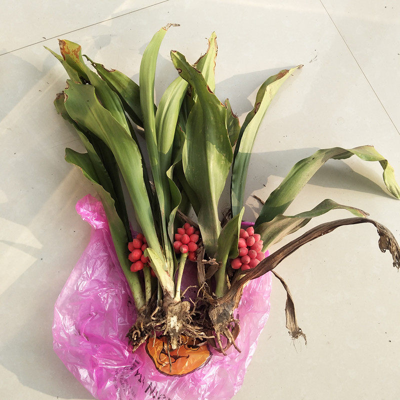 乔迁新婚万年青盆栽中华万年青带果四季常青绿植吉祥草室内吸甲醛