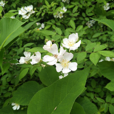 荼蘼花山蔷薇花悬钩子原生苗攀援