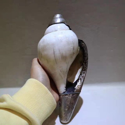 智悲佛缘 尼泊尔白海螺24厘米 银镶嵌白海螺 法螺 密宗法音供品