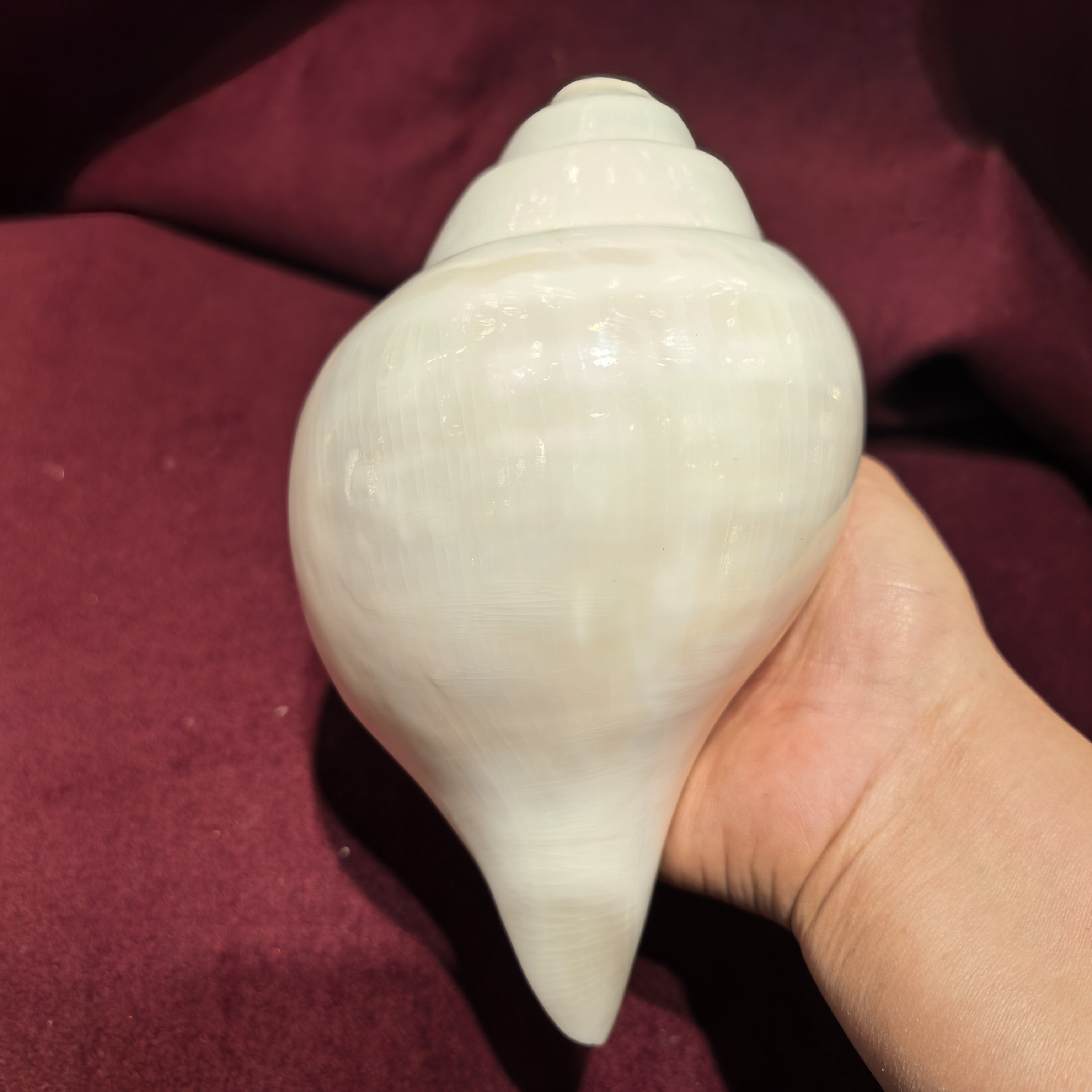 智悲佛缘 印度右旋白海螺 17cm 法螺  可以吹响 声音响亮