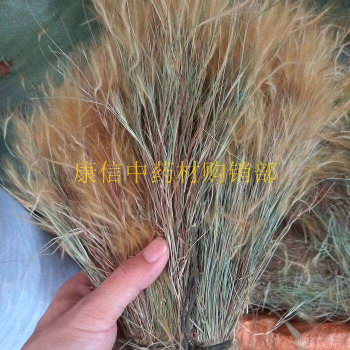 金丝草  落苏黄毛草毛 毛毛草 笔仔草 猫仔草 墙头竹 500克 干货