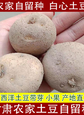 大西洋土豆带芽农家自留种农家土豆白心沙面土豆自留种土豆马铃薯