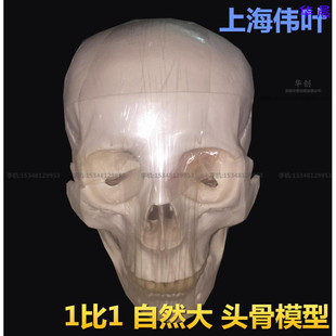伟叶1比1头颅人体头骨自然大成人头颅骨写生解剖医用骷髅头骨模型