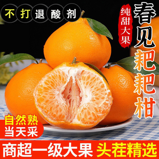 24当季 现摘粑粑柑桔大果 四川正宗春见耙耙柑9斤新鲜水果橘子当季