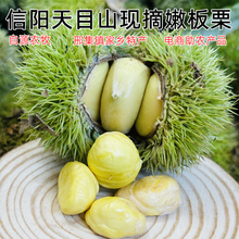 2025年信阳野生白皮板栗生新鲜白壳嫩板栗仁新鲜油栗子带刺球新货