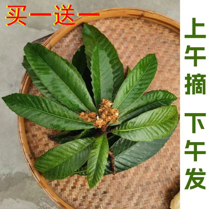 枇杷叶新鲜500g克现摘现发老枇杷树叶泡水买一送一琵琶叶枇杷茶