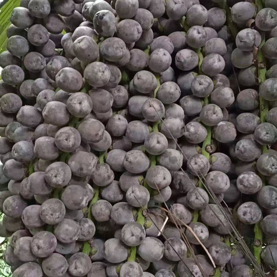 越南新鲜追风果中药材大果泡酒野生刺虎正宗24个现采摘送鸡血藤