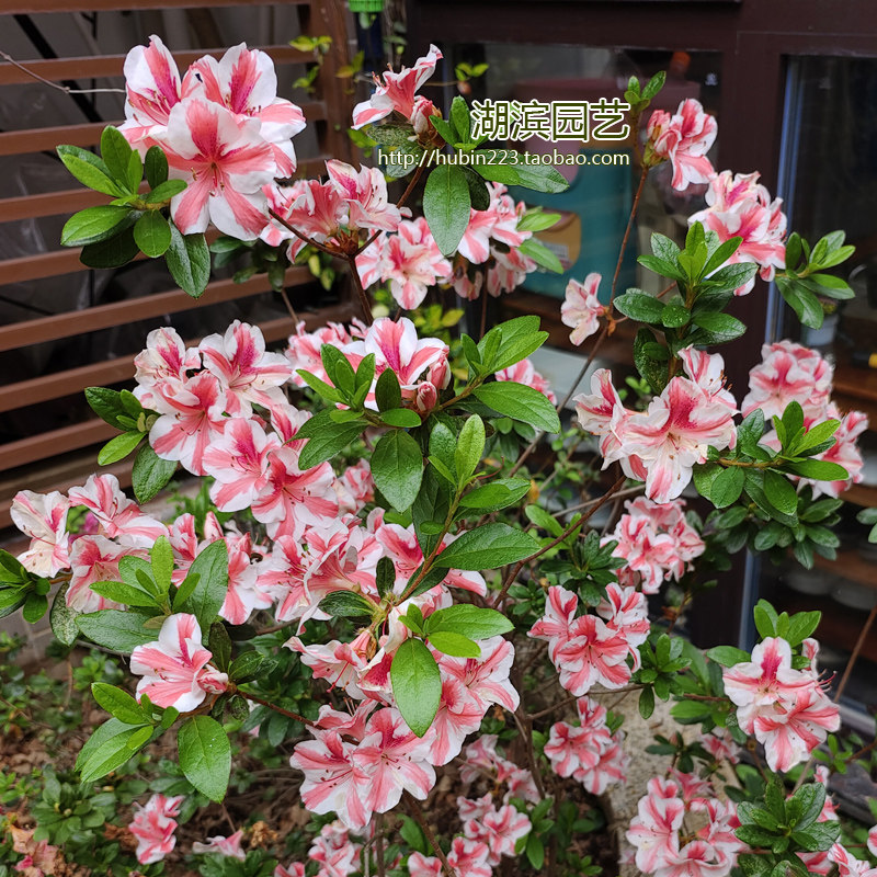 【夏日6折】南希玛丽 双色条纹美国杜鹃 春鹃花园阳台庭院花灌木