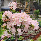 新品 新天地 网红春鹃东洋久留米杜鹃东鹃营养钵苗 湖滨园艺