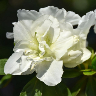 新品 盛春三号 春鹃大型花杜鹃花园阳台庭院开花灌木 夏日4折